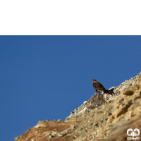 گونه سارگپه کوهی Upland Buzzard